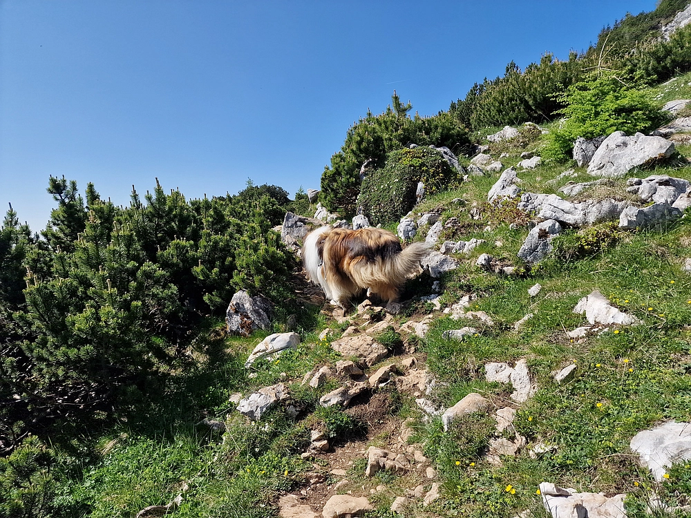Slika je vidna v Google Chromu.
