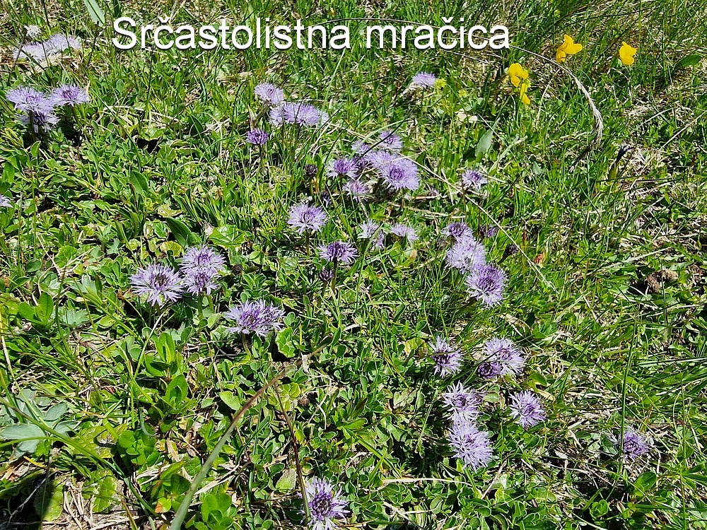 Slika je vidna v Google Chromu.