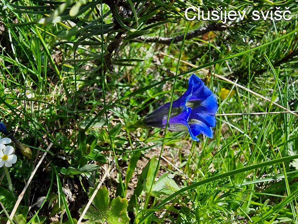 Slika je vidna v Google Chromu.