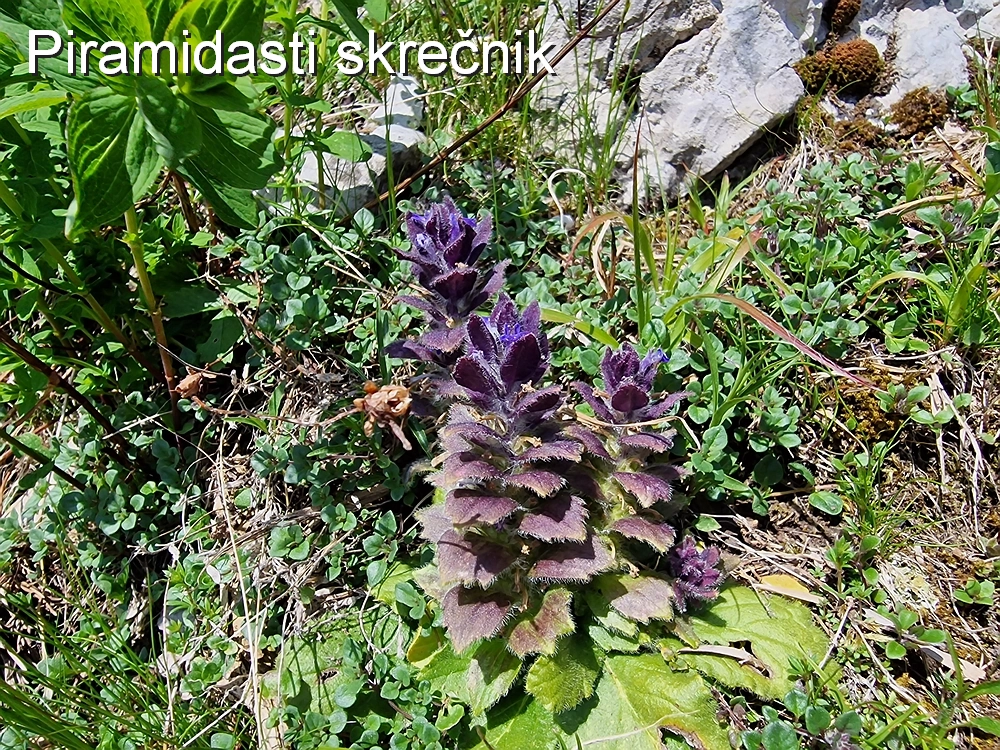 Slika je vidna v Google Chromu.