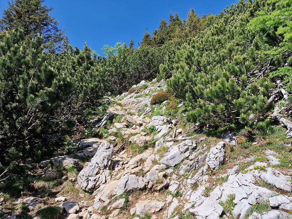 Slika je vidna v Google Chromu.