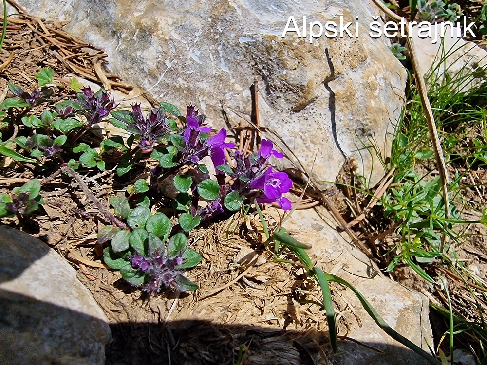Slika je vidna v Google Chromu.