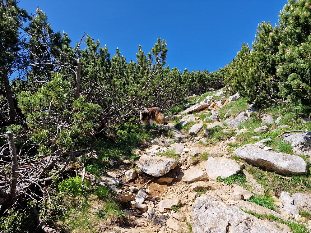 Slika je vidna v Google Chromu.