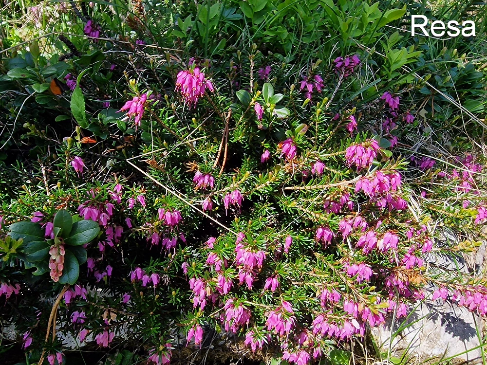 Slika je vidna v Google Chromu.