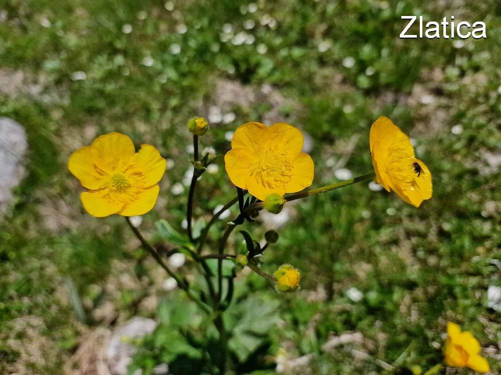 Slika je vidna v Google Chromu.