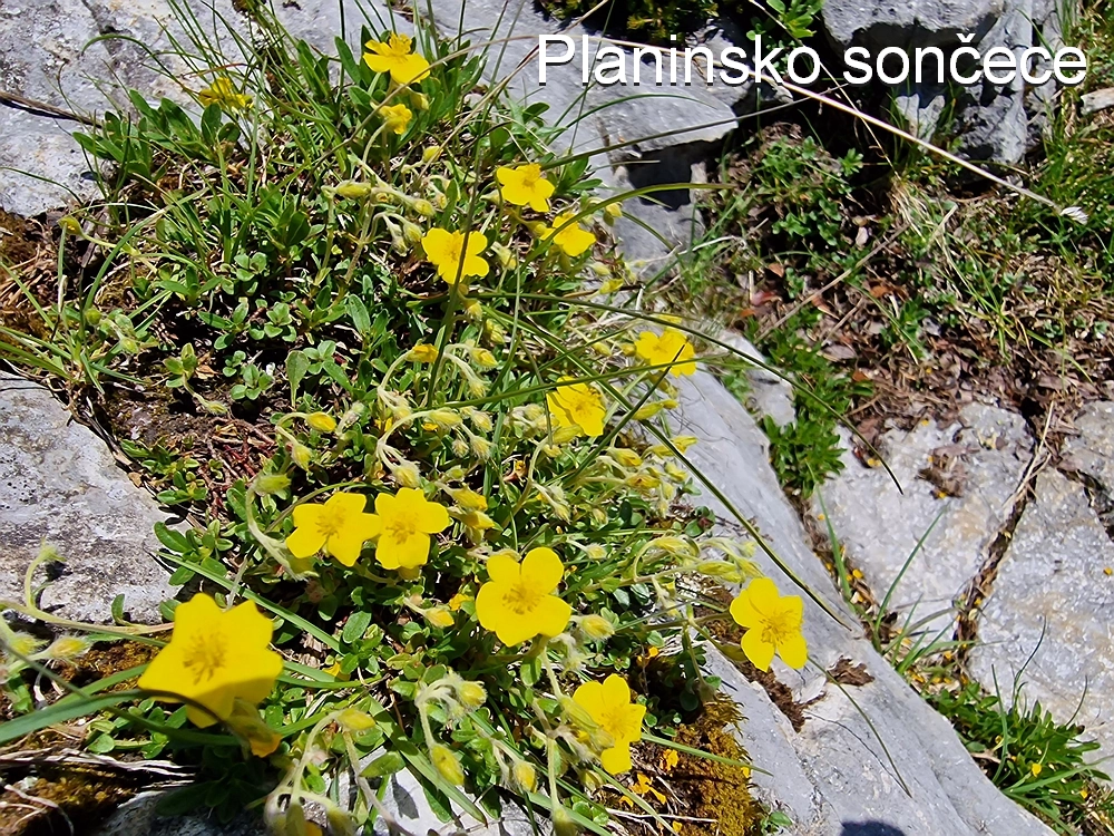 Slika je vidna v Google Chromu.