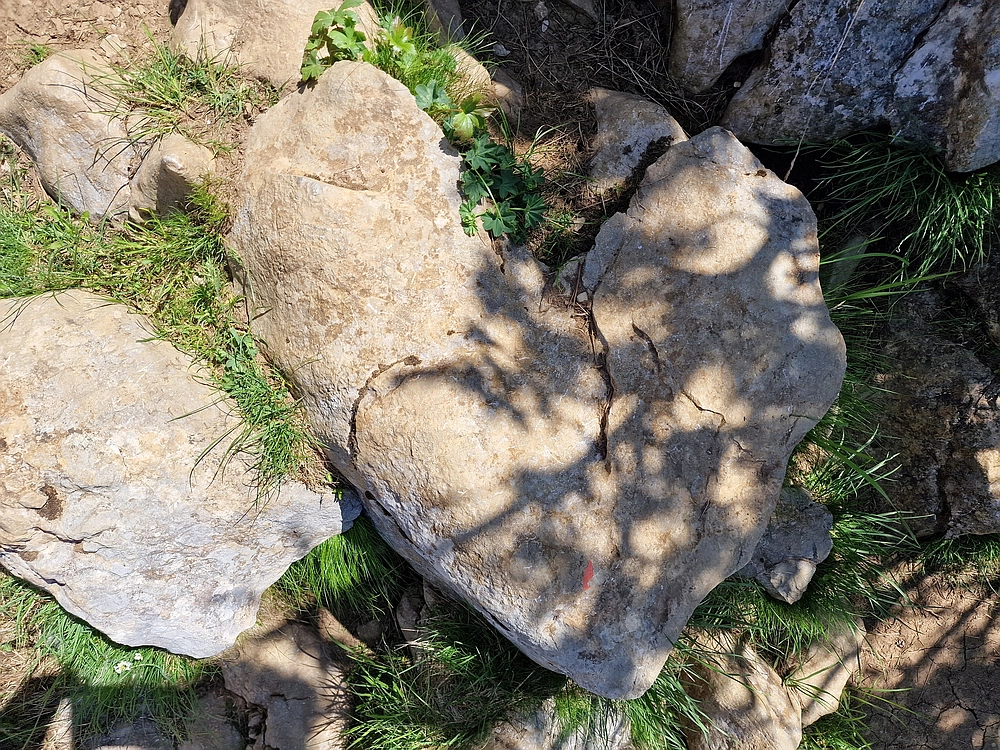 Slika je vidna v Google Chromu.