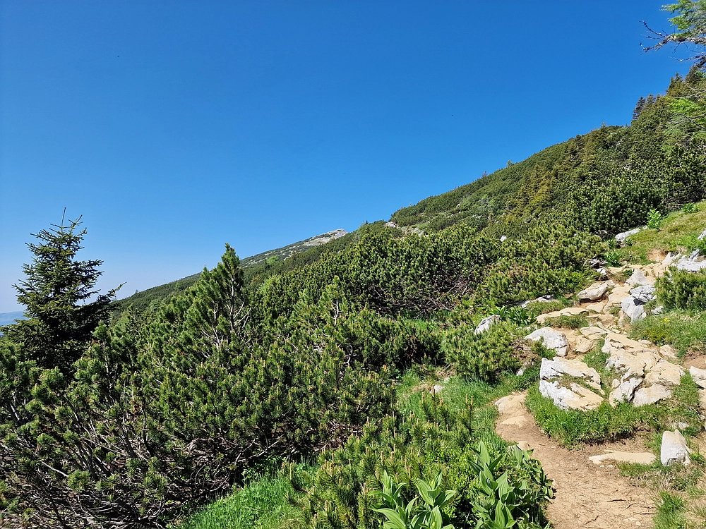 Slika je vidna v Google Chromu.