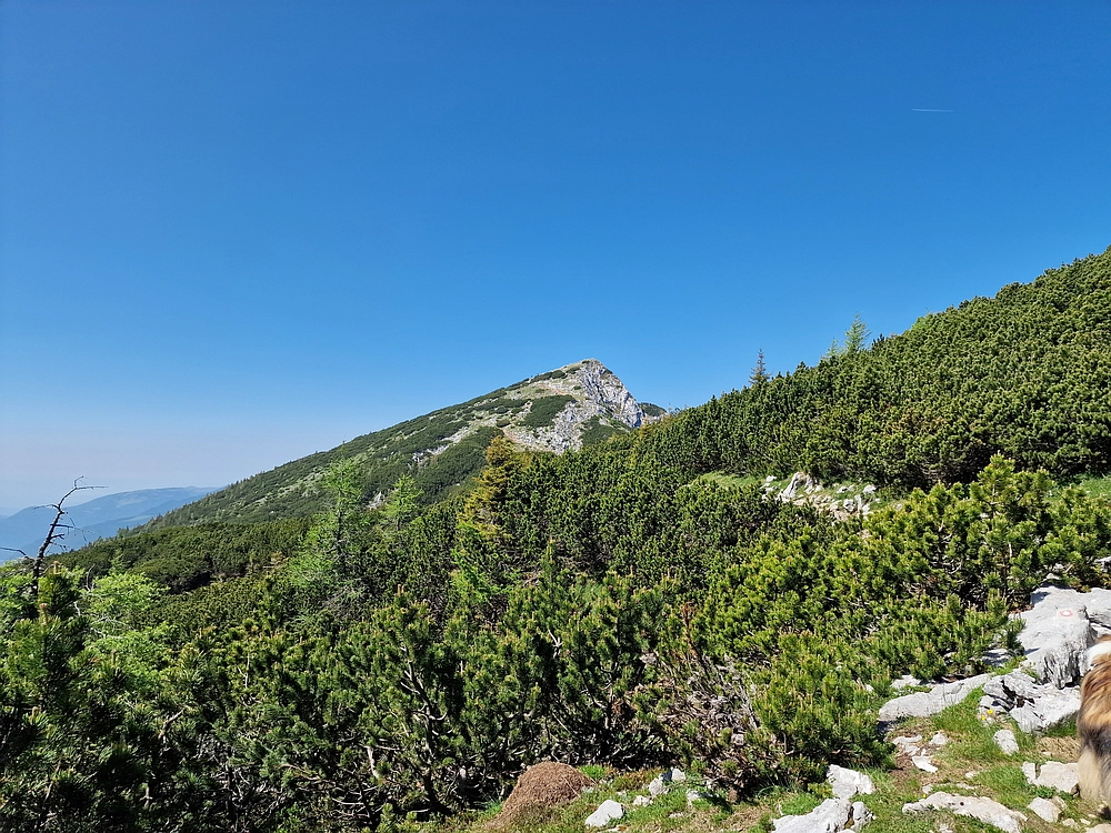 Slika je vidna v Google Chromu.