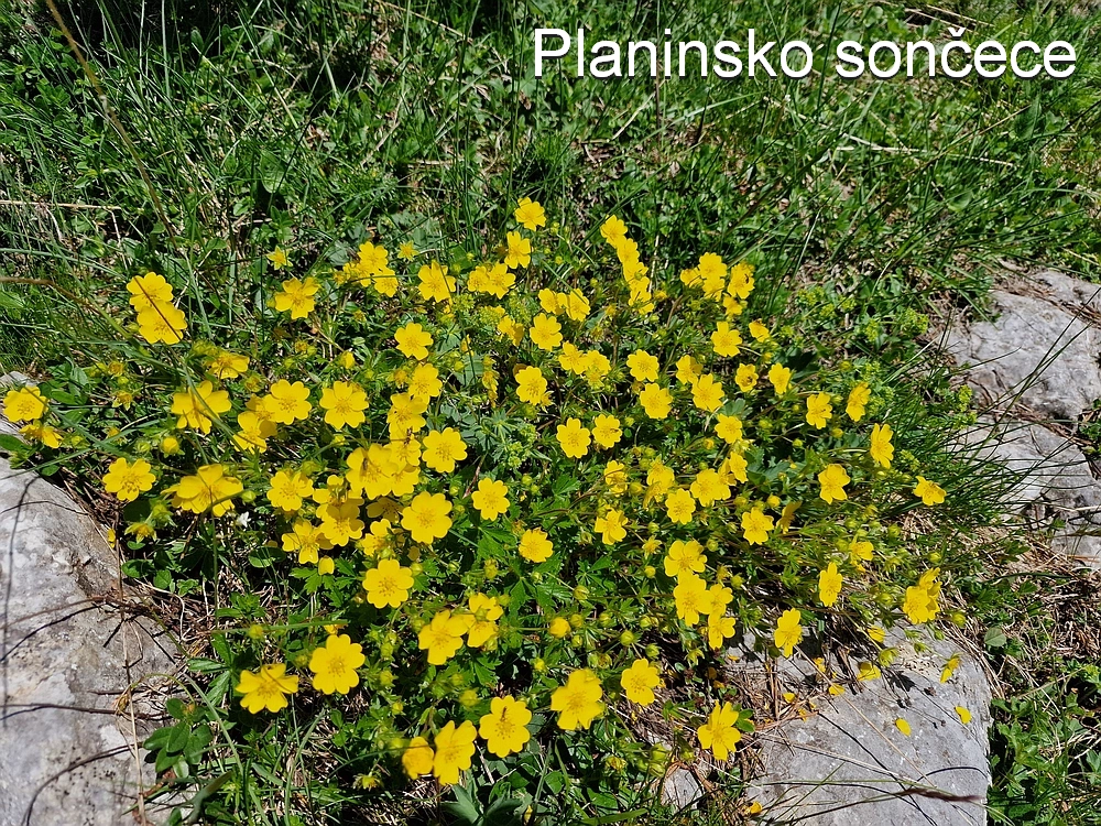 Slika je vidna v Google Chromu.
