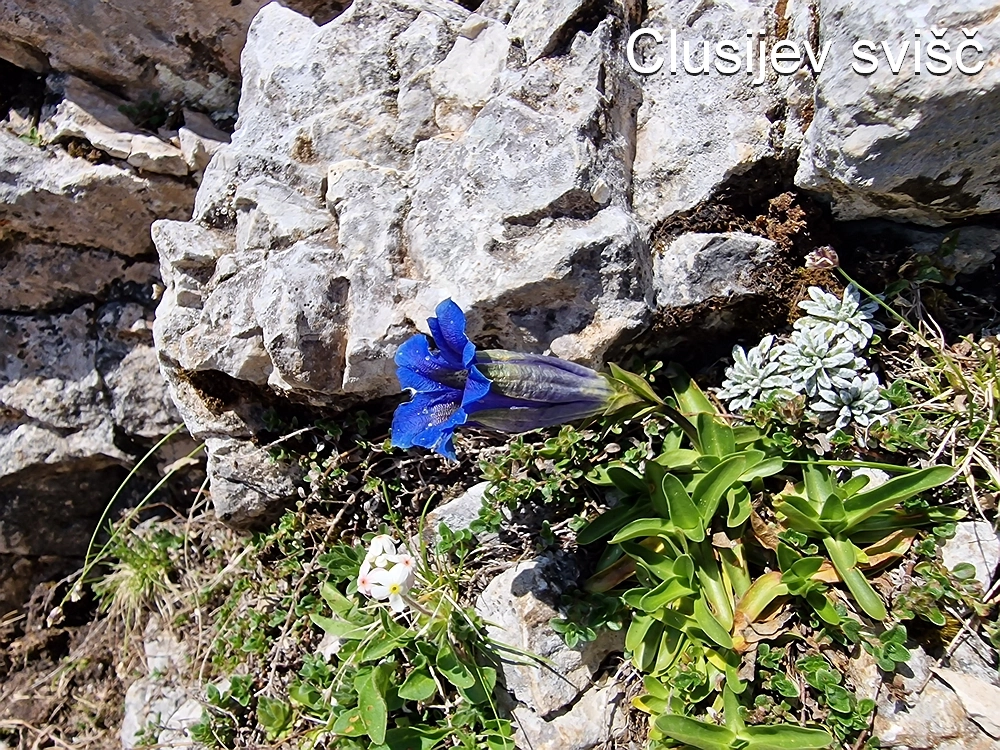 Slika je vidna v Google Chromu.