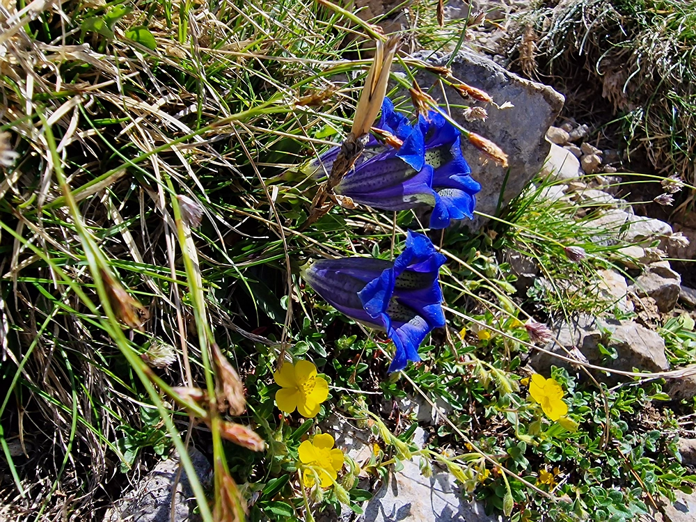 Slika je vidna v Google Chromu.