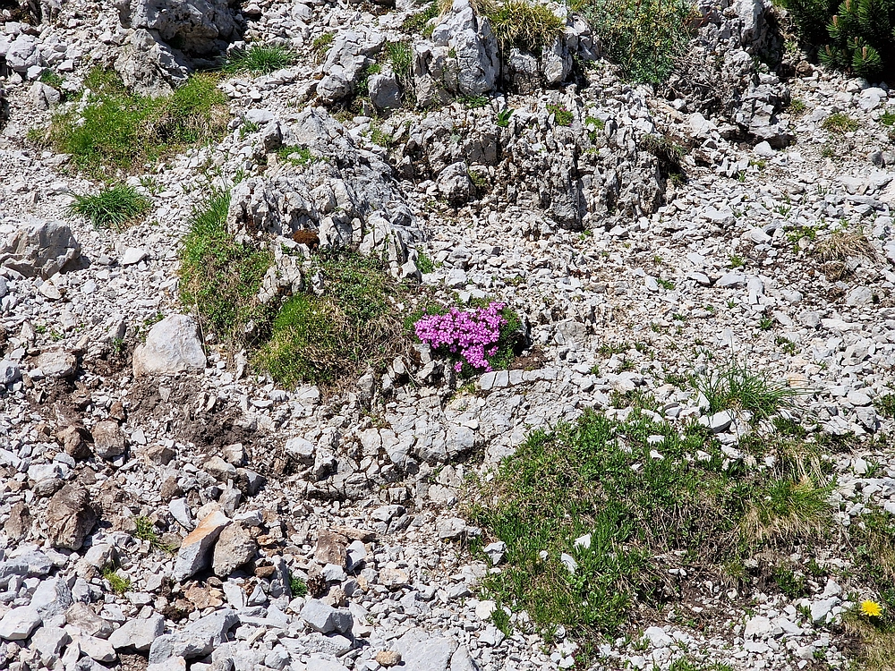 Slika je vidna v Google Chromu.