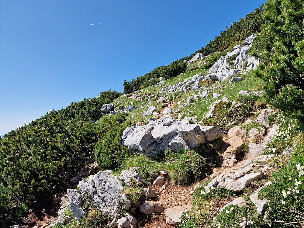 Slika je vidna v Google Chromu.