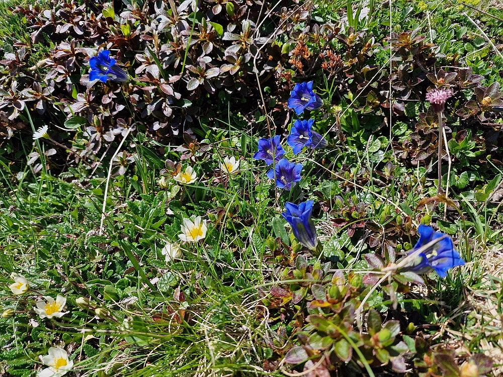 Slika je vidna v Google Chromu.
