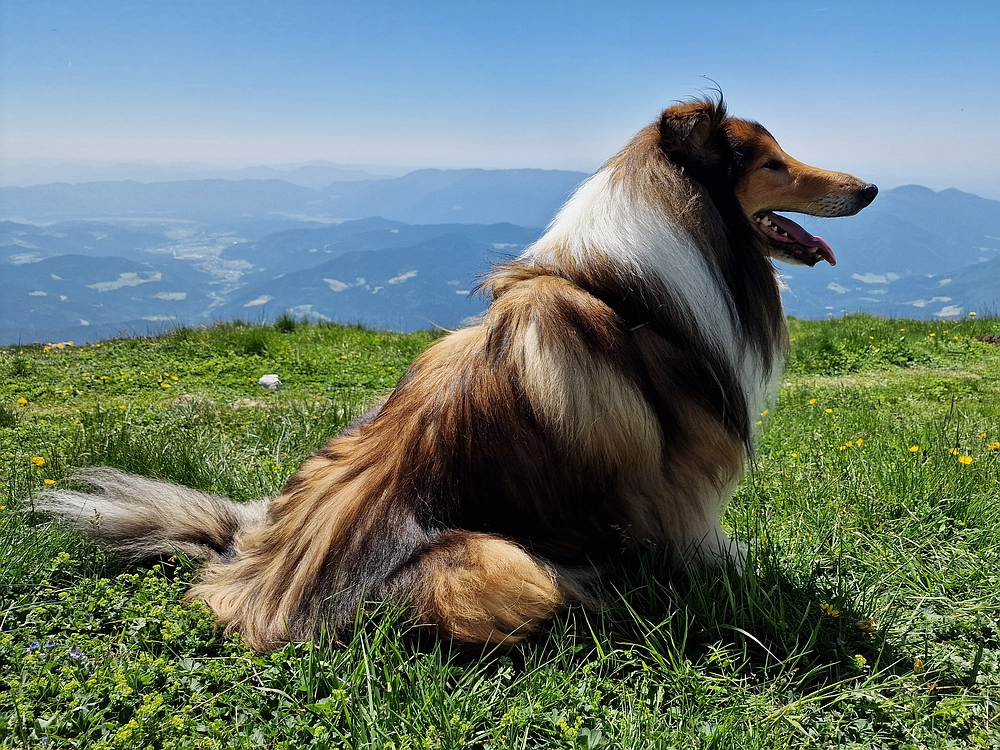 Slika je vidna v Google Chromu.