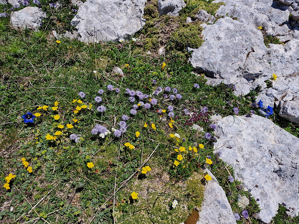 Slika je vidna v Google Chromu.