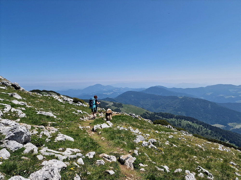 Slika je vidna v Google Chromu.