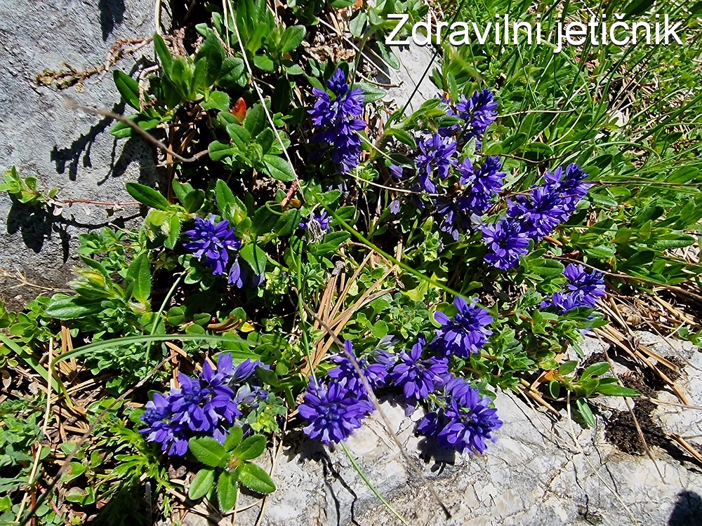 Slika je vidna v Google Chromu.
