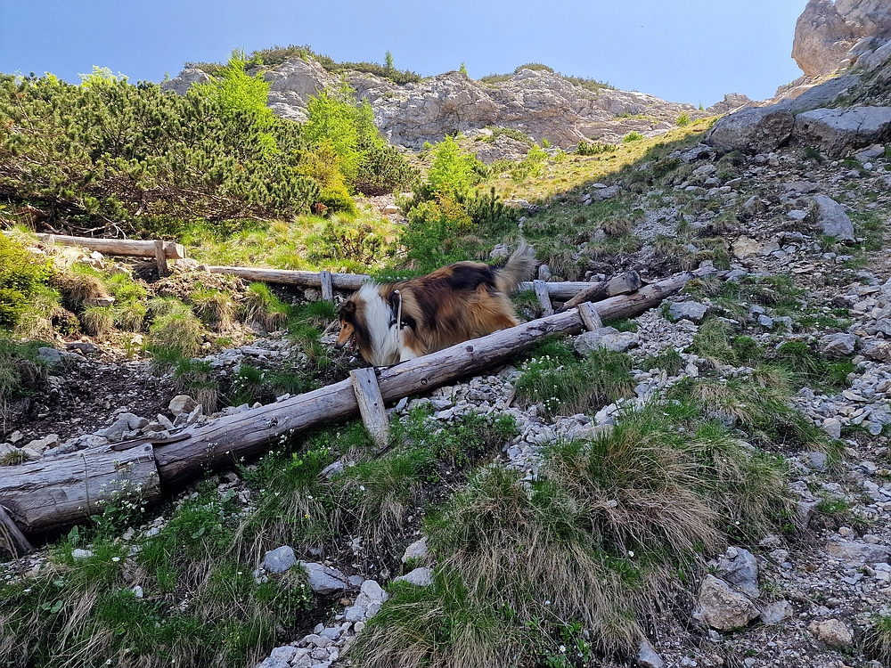 Slika je vidna v Google Chromu.