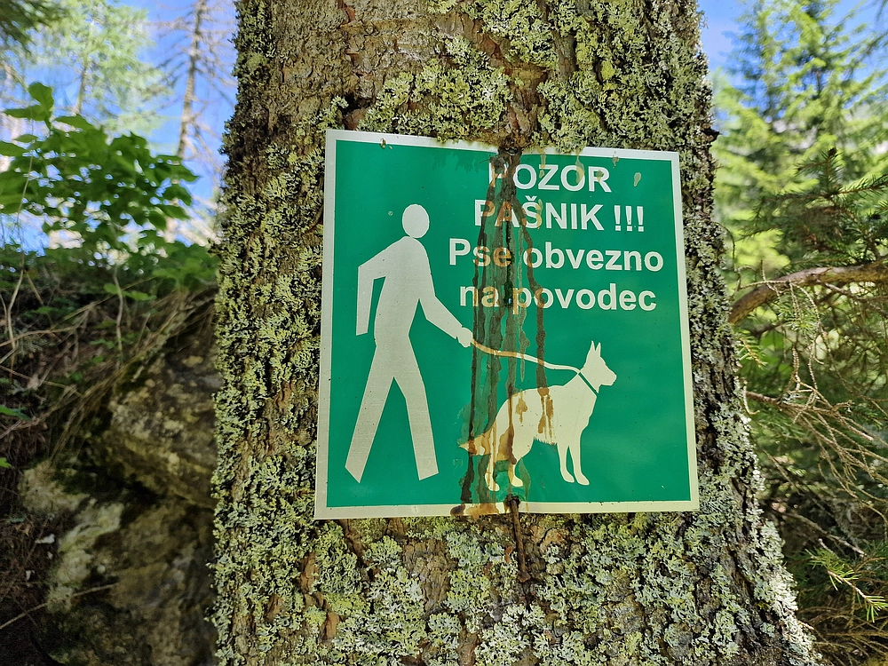 Slika je vidna v Google Chromu.