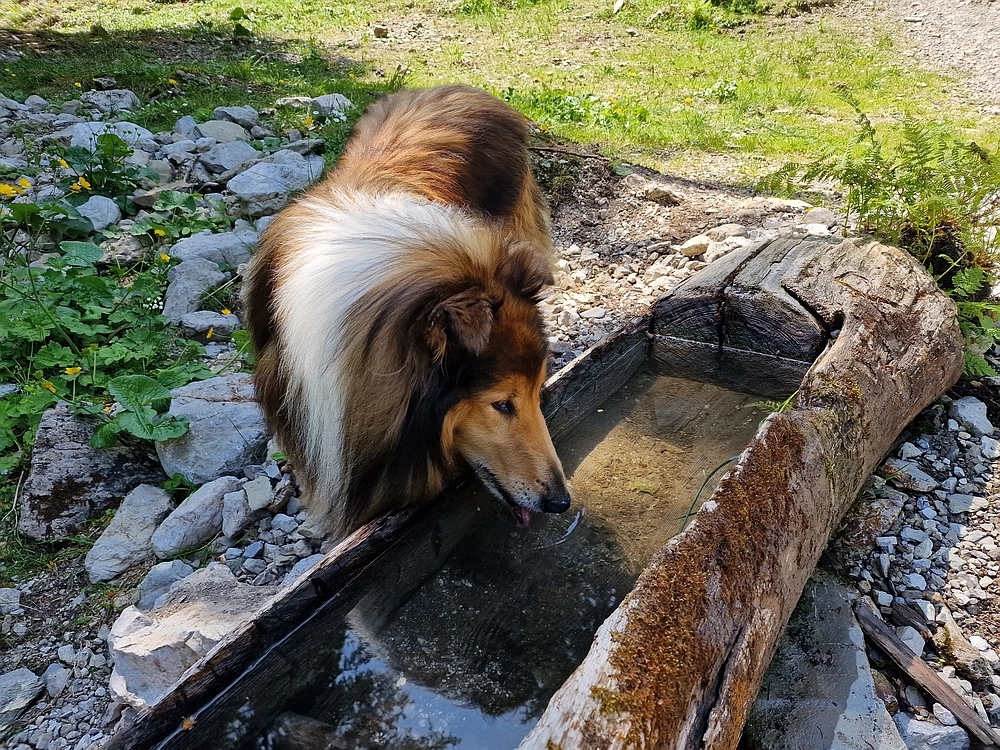 Slika je vidna v Google Chromu.