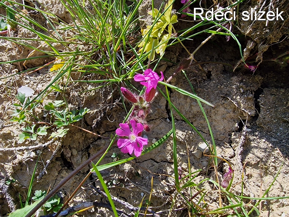 Slika je vidna v Google Chromu.