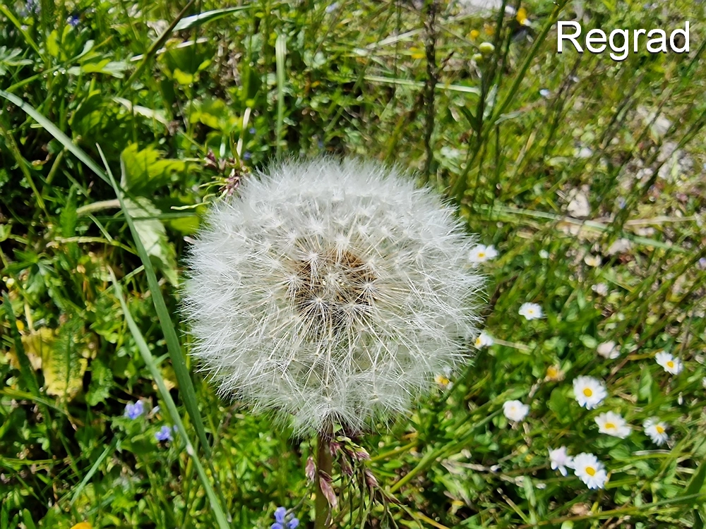 Slika je vidna v Google Chromu.
