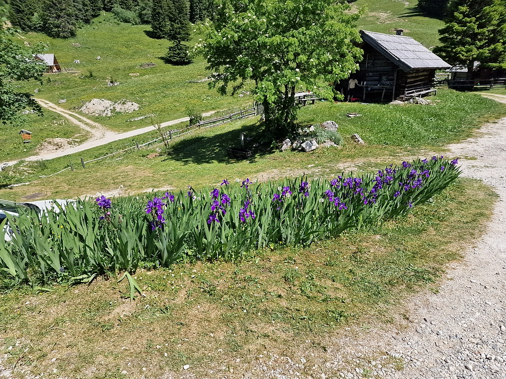 Slika je vidna v Google Chromu.