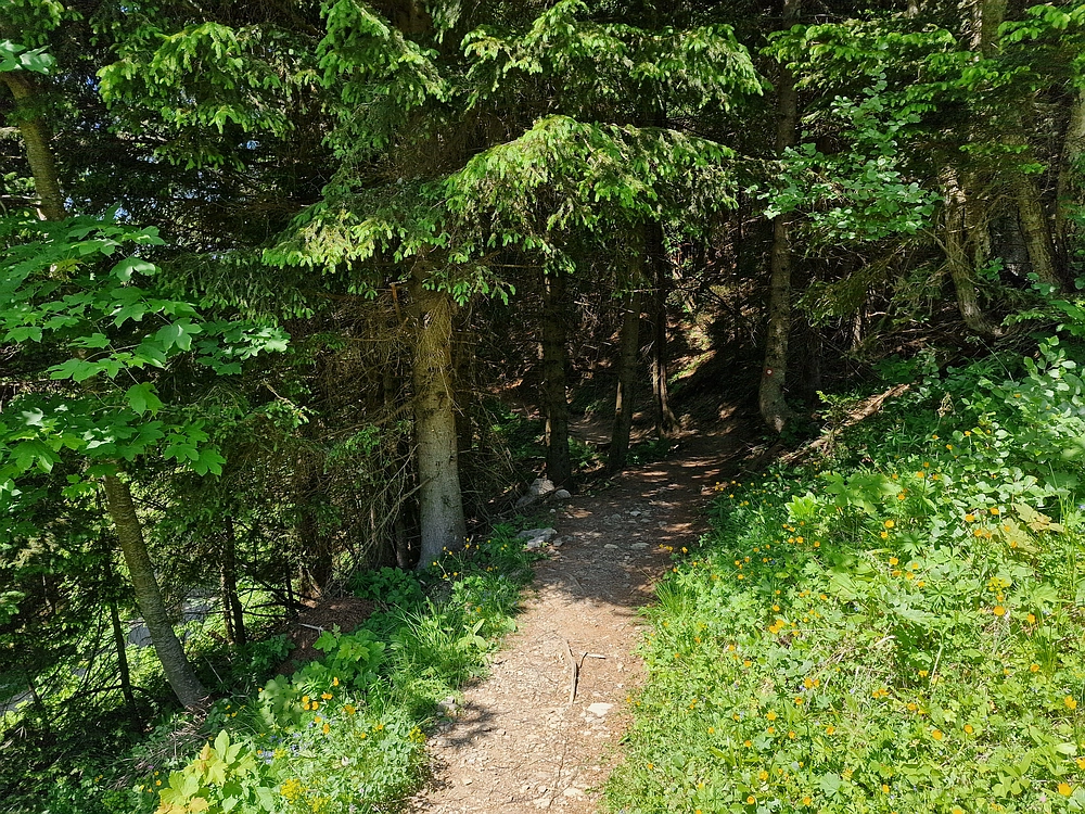 Slika je vidna v Google Chromu.