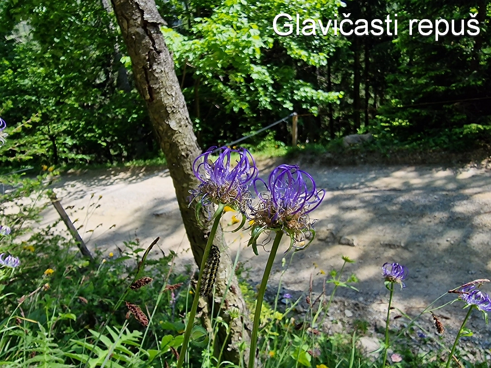 Slika je vidna v Google Chromu.