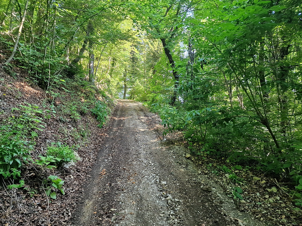 Slika je vidna v Google Chromu.