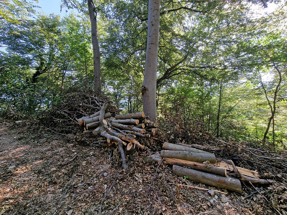 Slika je vidna v Google Chromu.