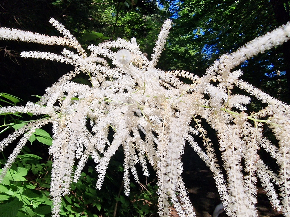 Slika je vidna v Google Chromu.