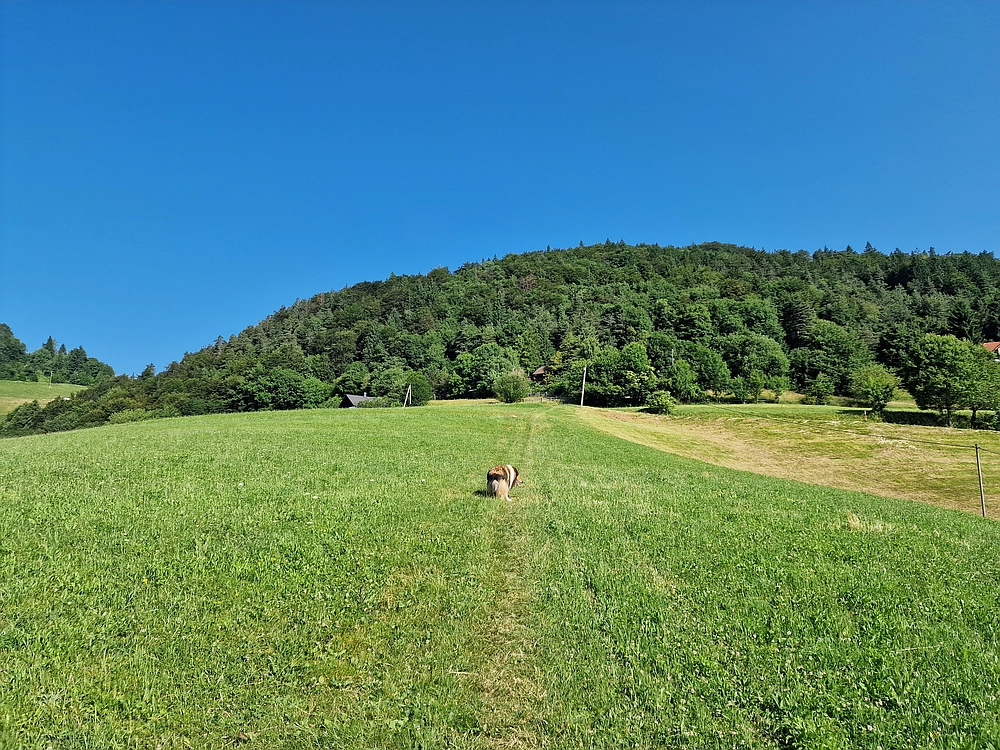 Slika je vidna v Google Chromu.