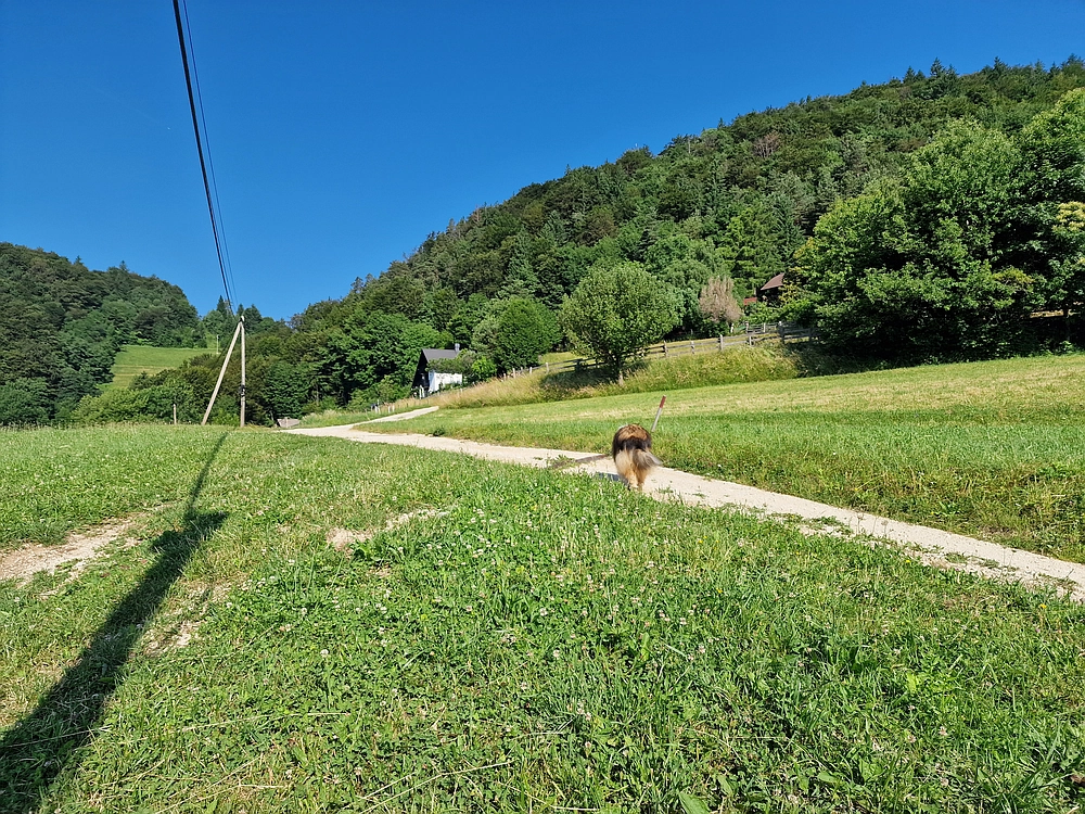 Slika je vidna v Google Chromu.