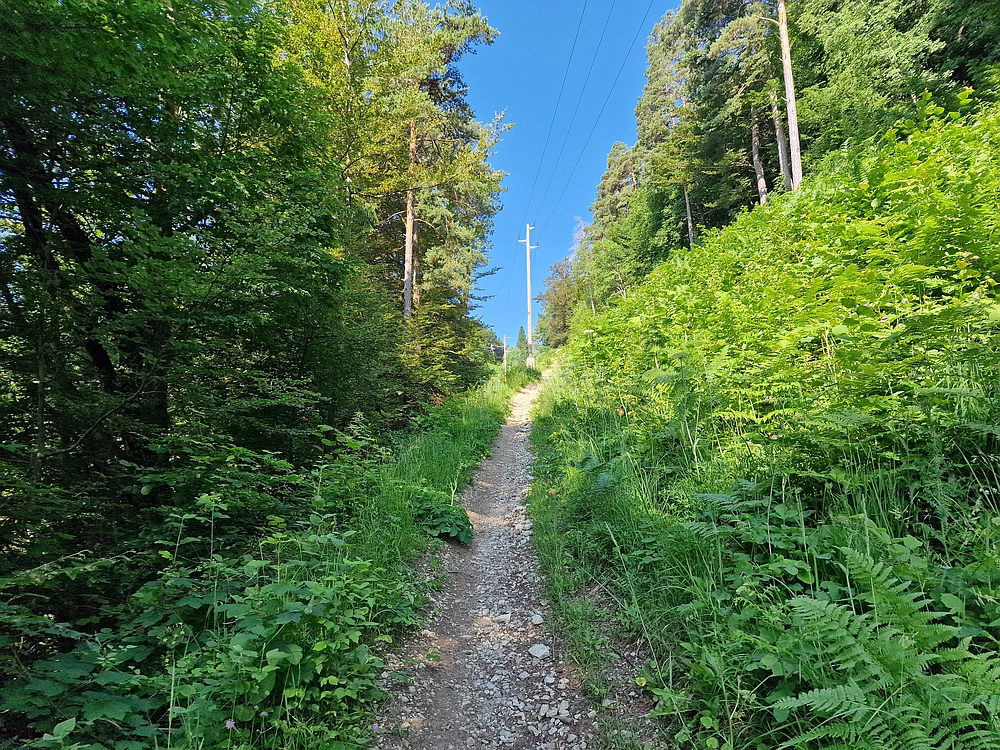 Slika je vidna v Google Chromu.
