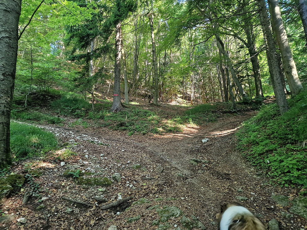 Slika je vidna v Google Chromu.