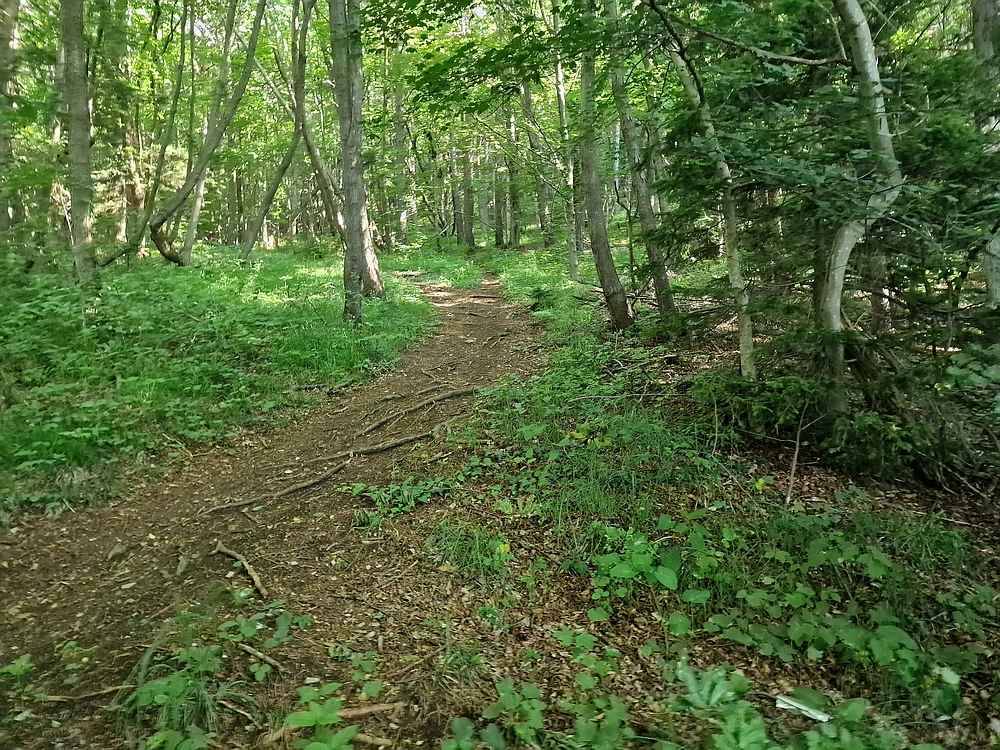 Slika je vidna v Google Chromu.