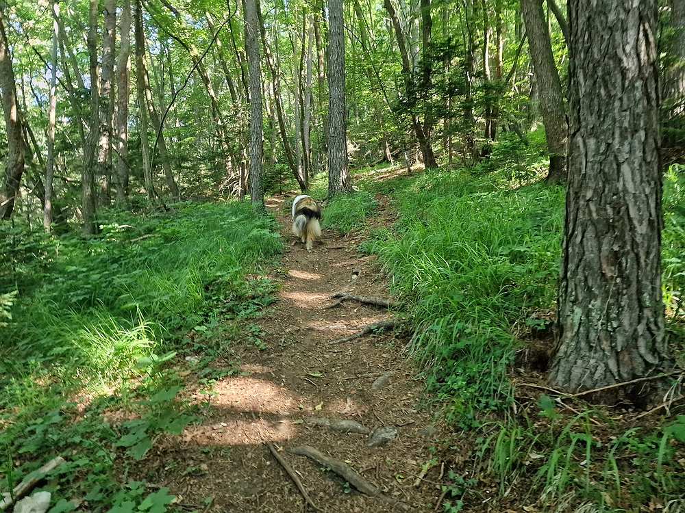 Slika je vidna v Google Chromu.