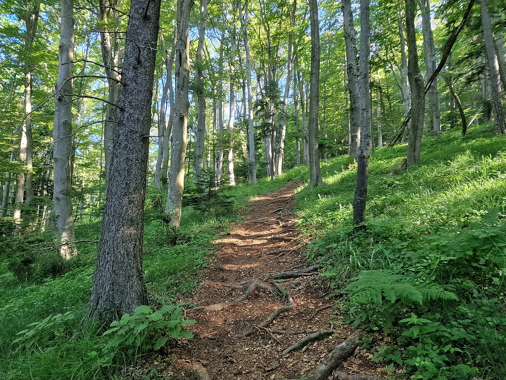 Slika je vidna v Google Chromu.