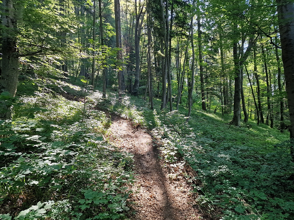 Slika je vidna v Google Chromu.