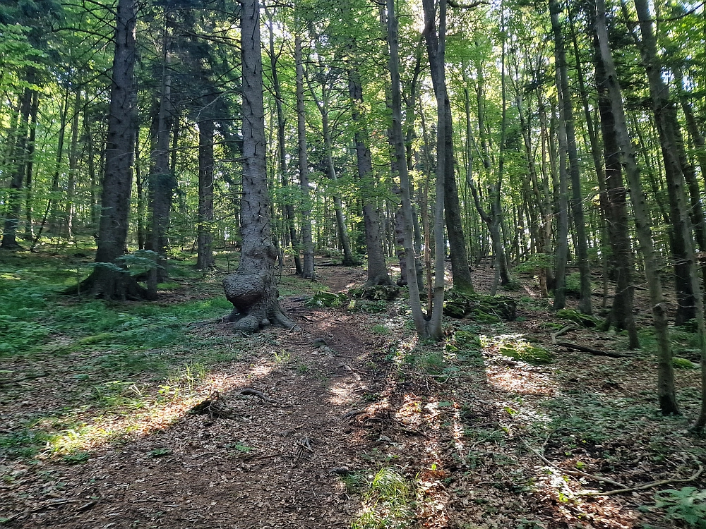 Slika je vidna v Google Chromu.