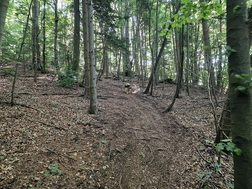 Slika je vidna v Google Chromu.