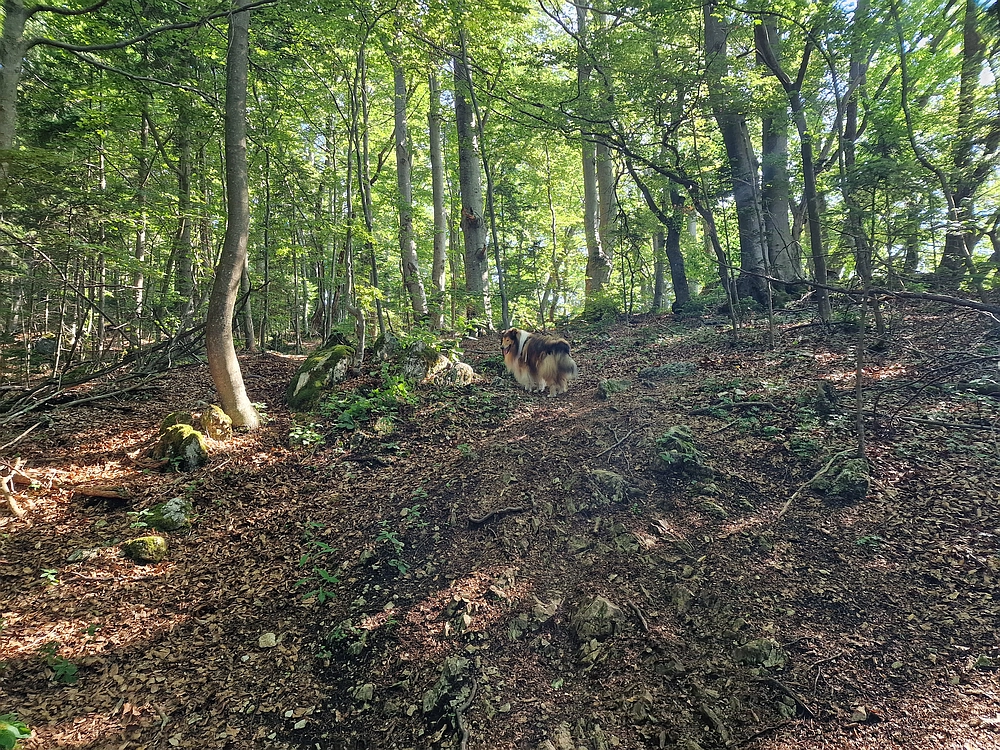 Slika je vidna v Google Chromu.