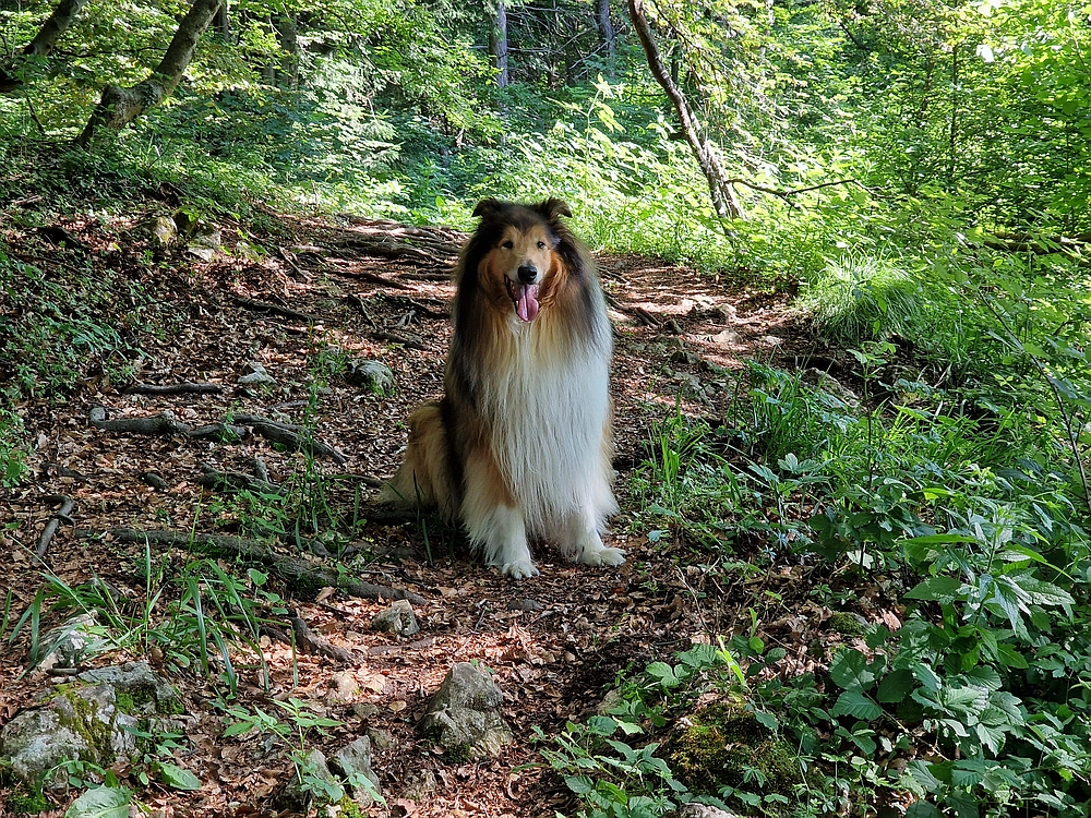 Slika je vidna v Google Chromu.