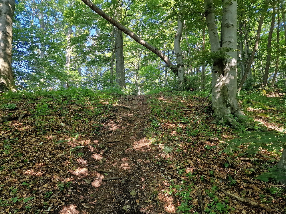 Slika je vidna v Google Chromu.