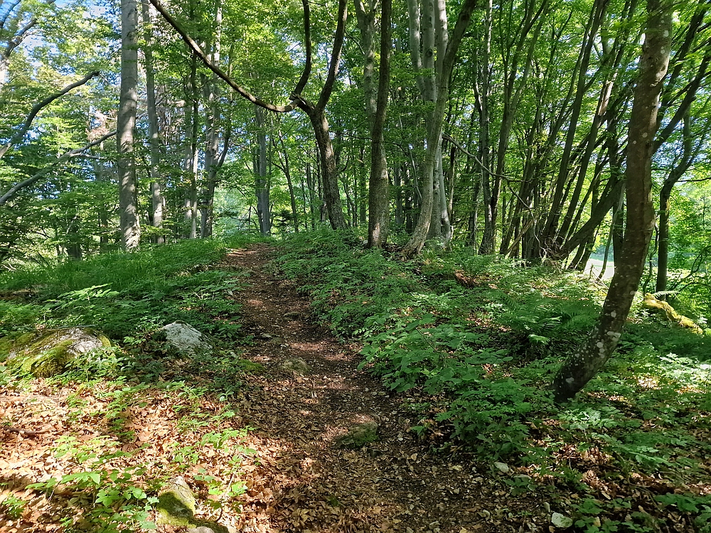 Slika je vidna v Google Chromu.