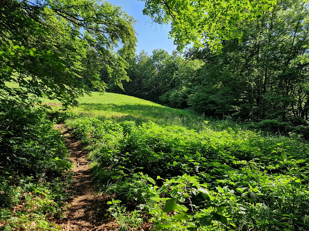 Slika je vidna v Google Chromu.