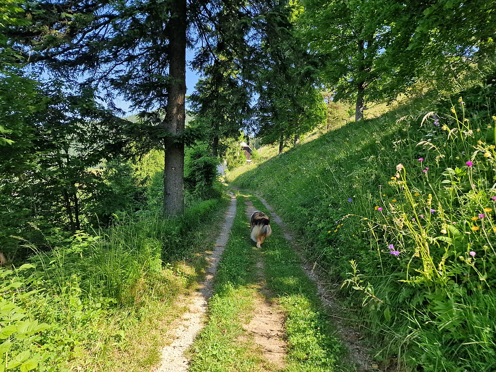 Slika je vidna v Google Chromu.